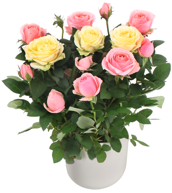 ¹EDEKA Herzstücke Rosen