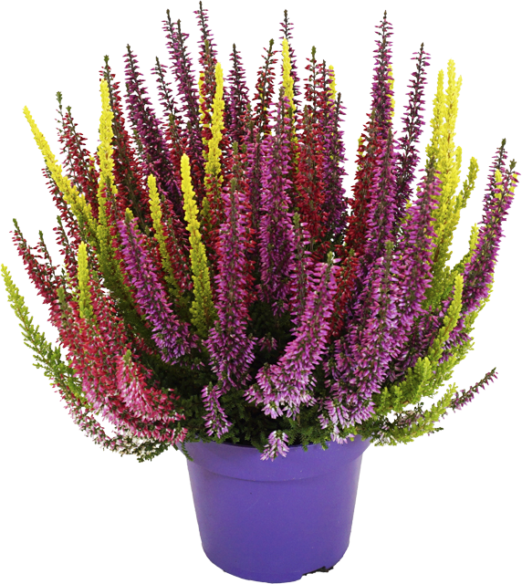 ¹Besenheide Beauty Lady Six-Mix 