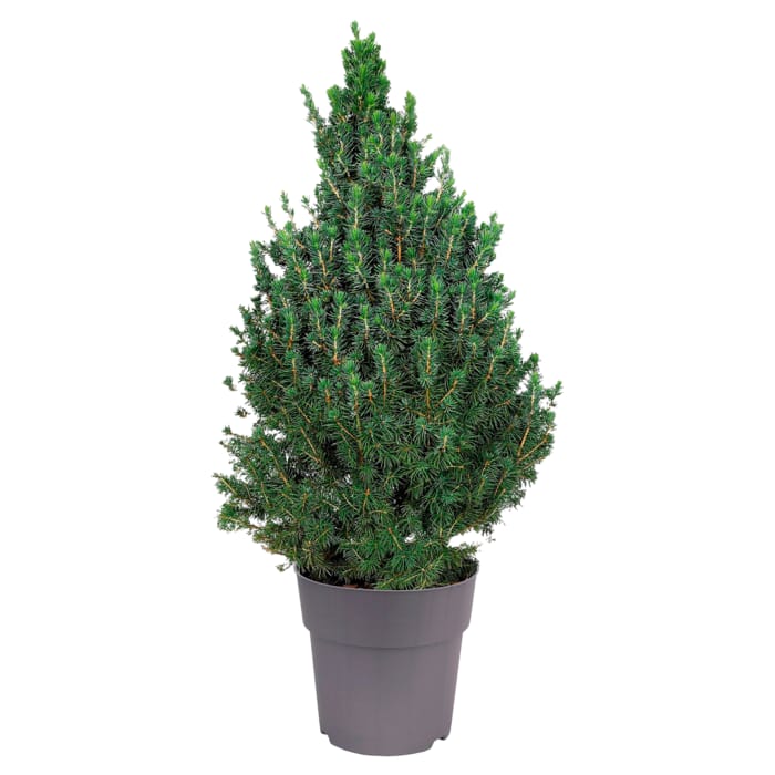 Zuckerhutfichte „Picea“