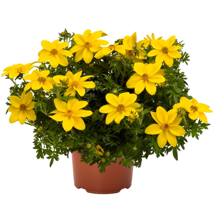 Verbenen oder Bidens