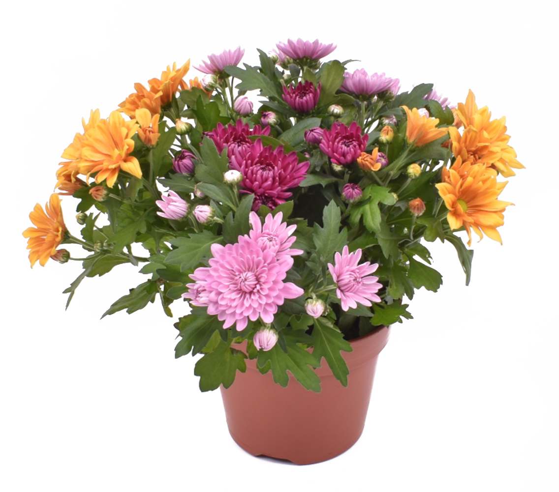 Chrysanthemen Indian Summer oder Rosen
