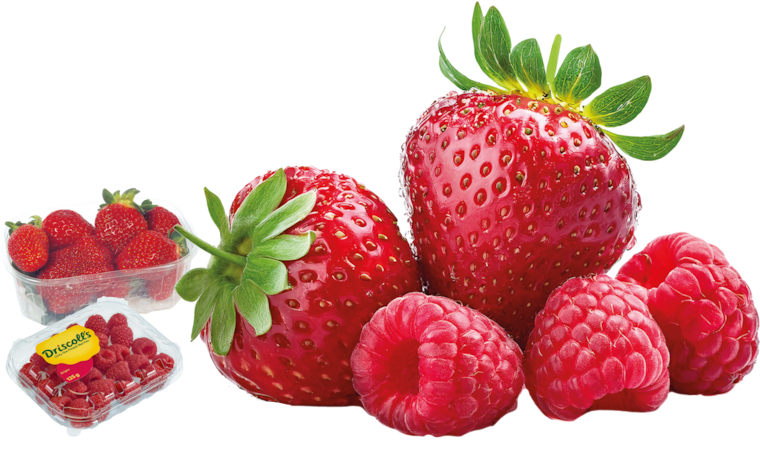 Marokko / Griechenland Driscoll's Himbeeren oder Erdbeeren