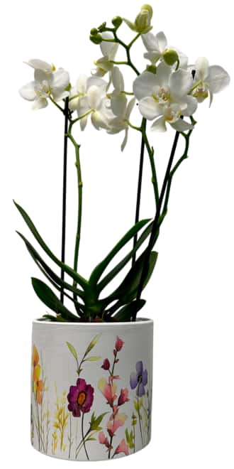 Orchidee Phalaenopsis* 