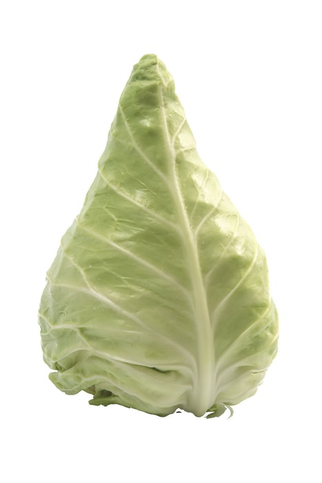 Spitzkraut