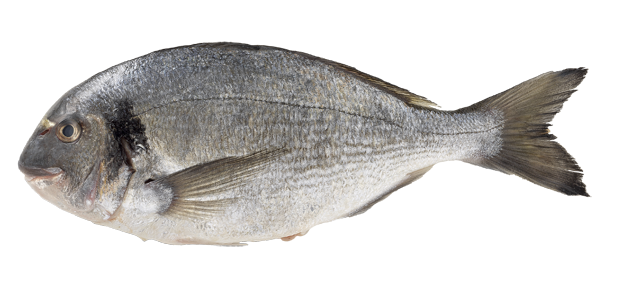Frische Dorade Royale 