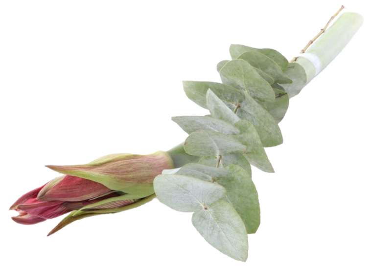 1er Amaryllis mit Grün oder Blühpflanzen Mix