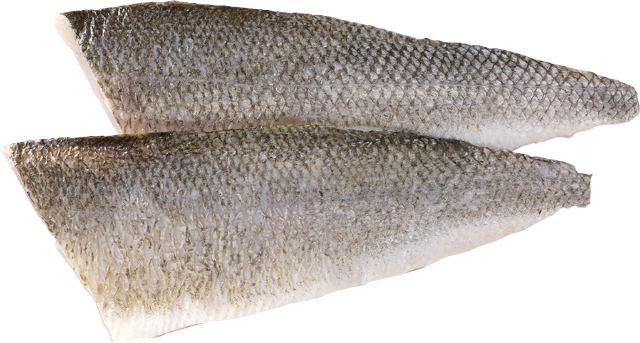 Frische Wolfsbarschfilets