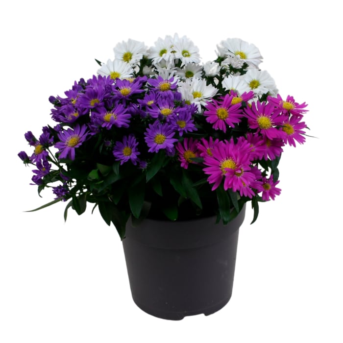 Herbstpflanzen Duo in verschiedenen Sorten, Chrysanthemen „Belissima Davinci" in Rosa oder Lila oder Astern Trio