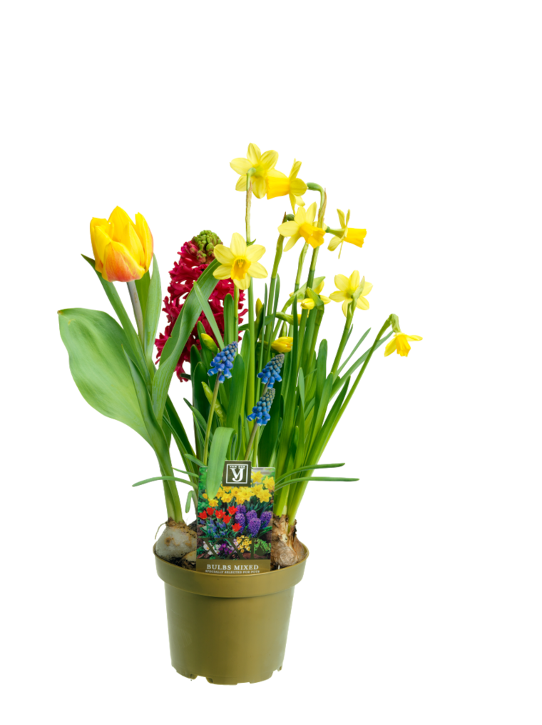 Blumenzwiebeln Little Garden Mix