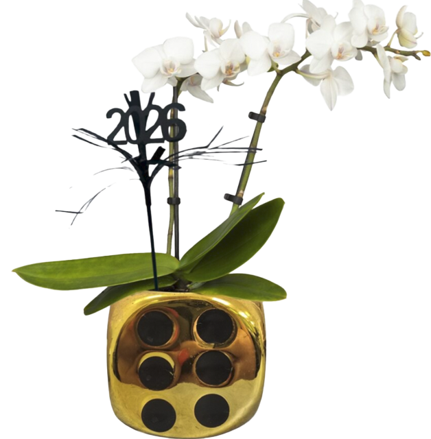 Schmetterlingsorchidee