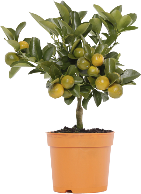 Nur in Märkten mit Blumenabteilung: Zitrus Mini-Stamm-Mix, Zitrone, Limette