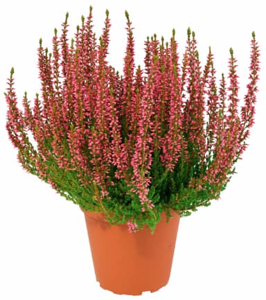 Calluna „Beauty Lady“ oder Chrysanthemen „multiflora“