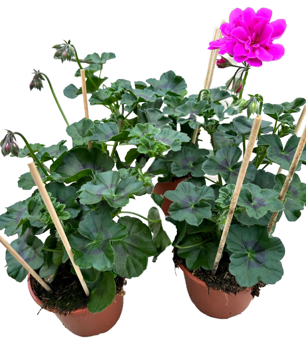 Geranien oder Dipladenia