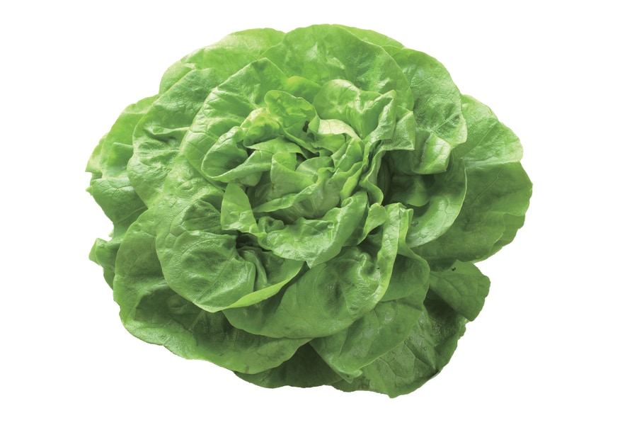 Mini-Romanasalat 2er Packung, 1Stück=0.39 oder Kopfsalat