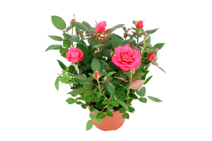 Topfrose „Dolc Amore"