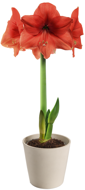 ¹Amaryllis