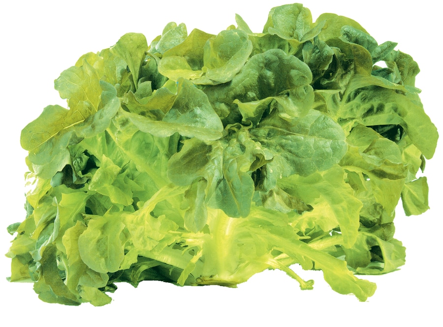 Salatspezialitäten