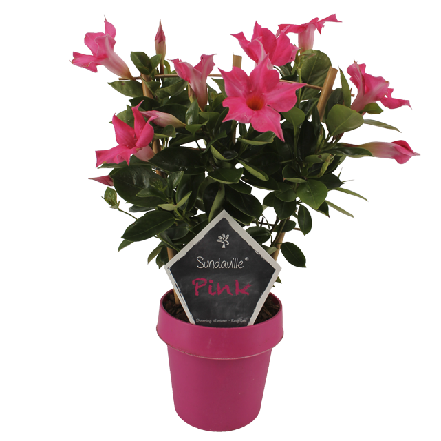 *Dipladenia Mandeville am Spalier