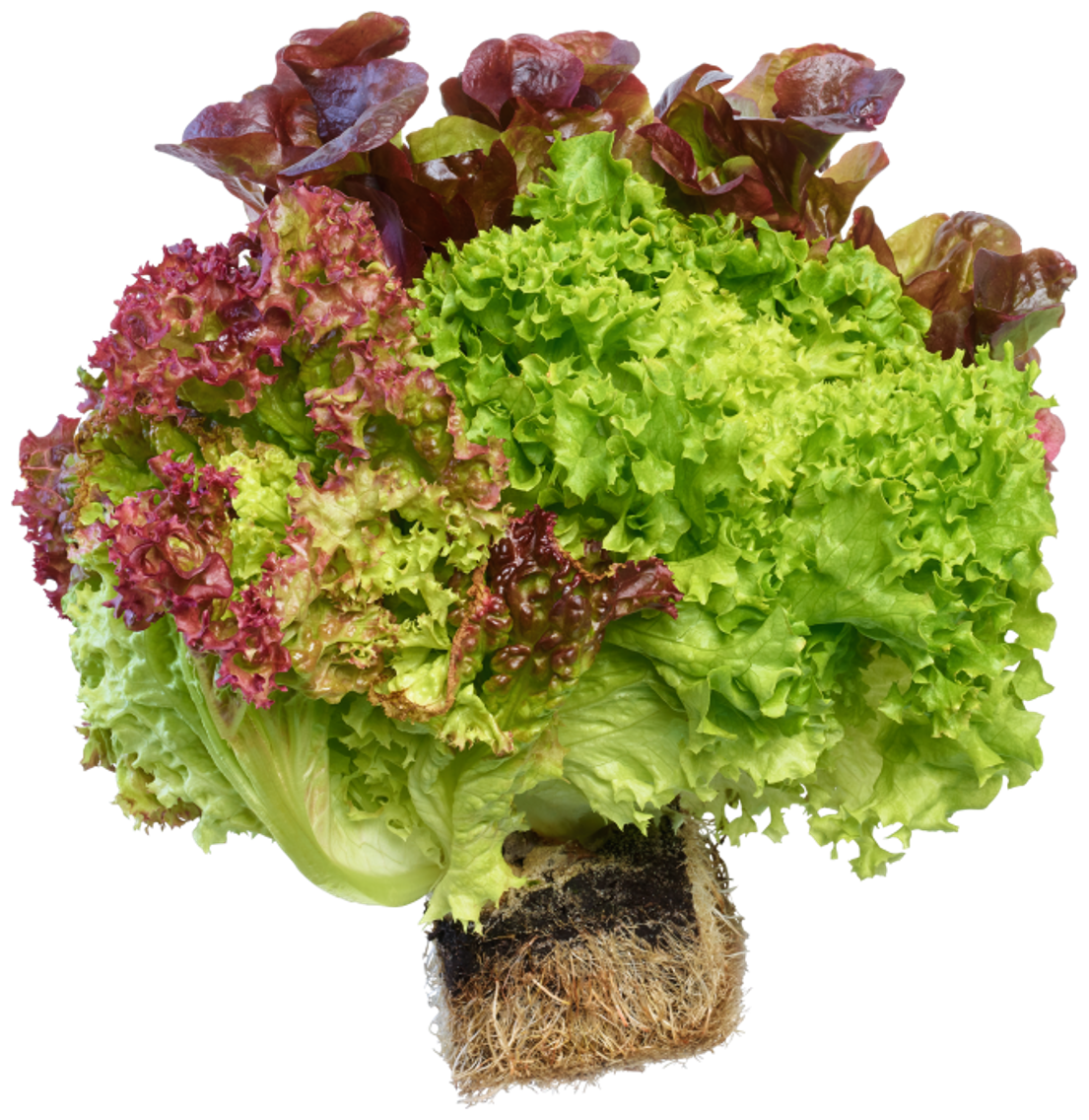 EDEKA Herzstücke Ballensalat Mix oder Ballensalat Kopfsalat