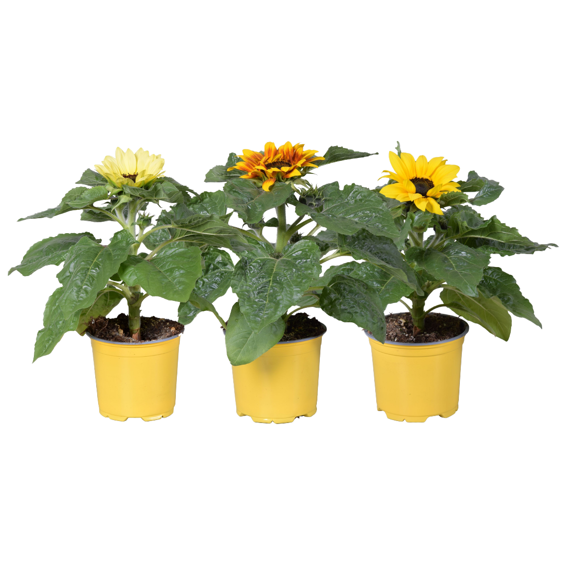 Sonnenblume "Sunsation"