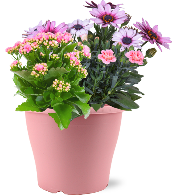 Beet- und Balkonpflanzen