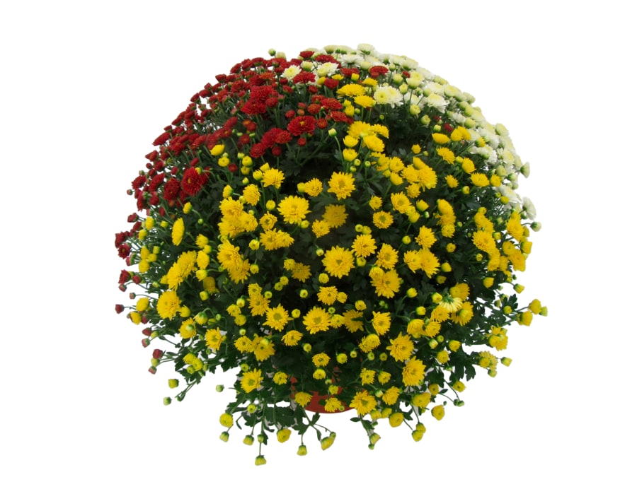 Chrysanthemen Busch Trio