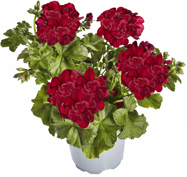 Geranien