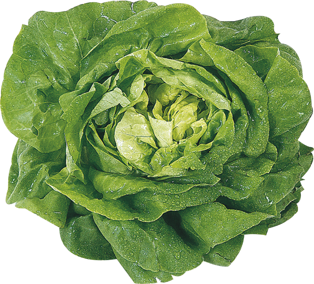 Unsere Heimat – echt & gut Kopfsalat