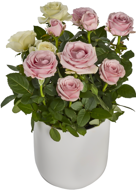 Topfrosen Dolce Amore