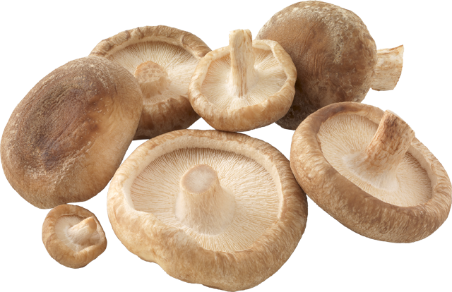 Unsere Heimat – echt & gut Bio Bioland-Shii Take oder Kräuterseitlinge