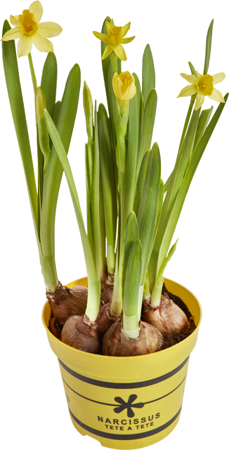 ¹Blumenzwiebeln, Hyazinthen