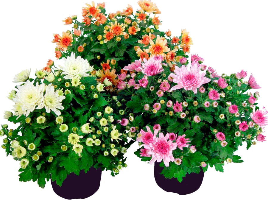 Calluna „Beauty Lady" oder Chrysanthemen multiflora