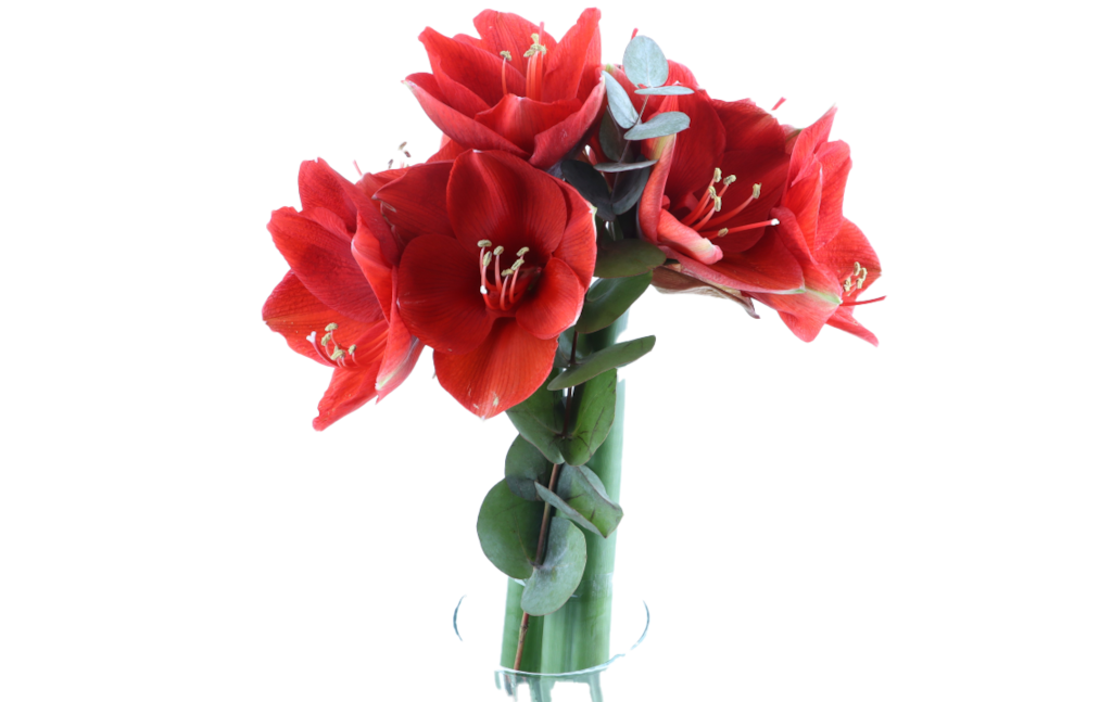EDEKA Herzstücke Rosen oder Amaryllis mit Grün