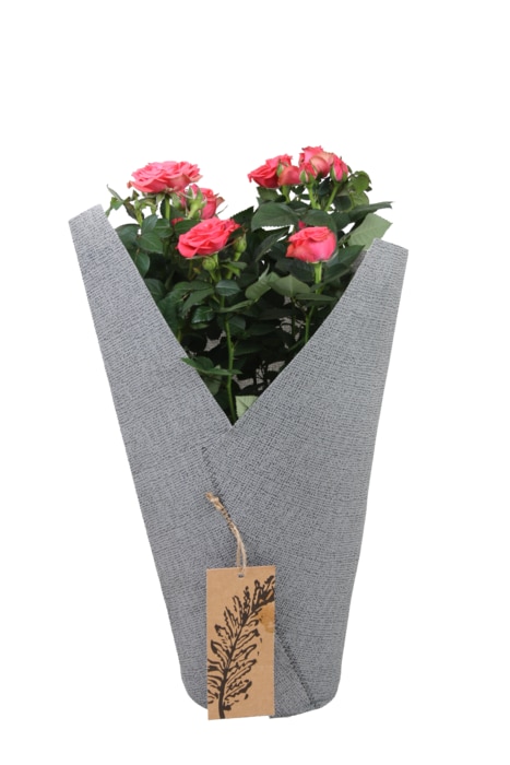 Topfrose in Filztüte