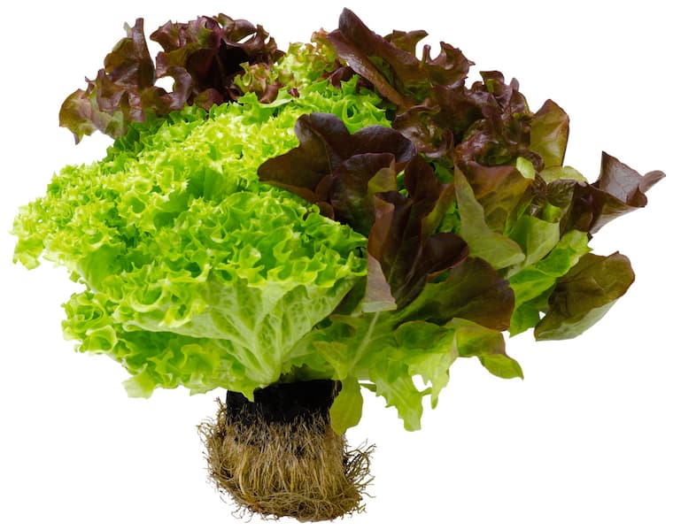 EDEKA Heimatliebe Fränkisches Salatrio mit Wurzelballen