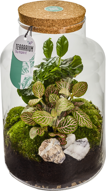 ²Bepflanztes Glas-Terrarium 