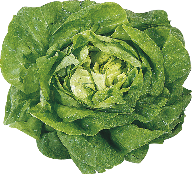 Unsere Heimat – echt & gut Kopfsalat