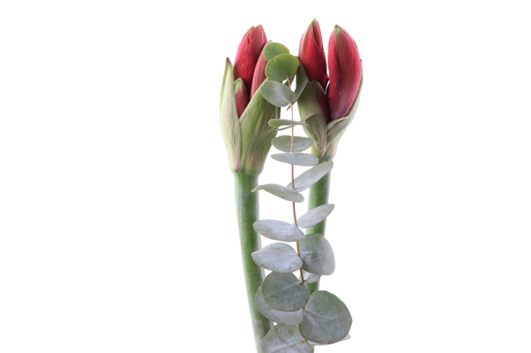 2er Amaryllis mit Grün