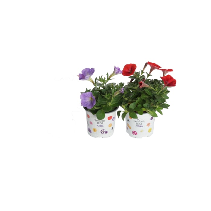 Petunien Mix, Fuchsien Bella Donna oder Osteospermum