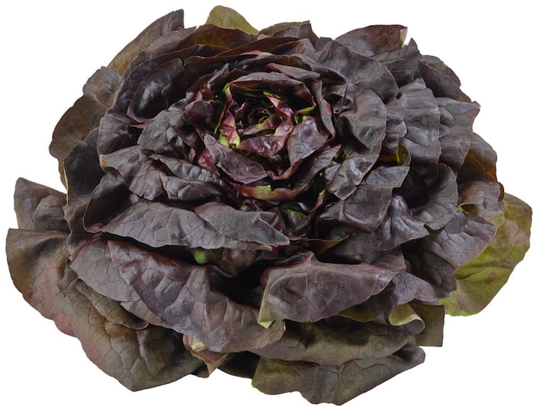 Kopfsalat rot
