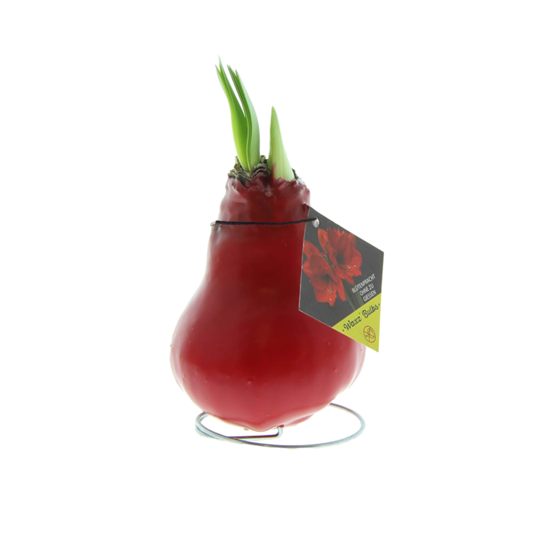 Amaryllis in Wachs oder Weihnachtssternbusch