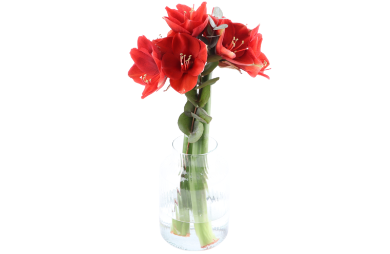 2er Amaryllis mit Grün oder  Chrysanthemen