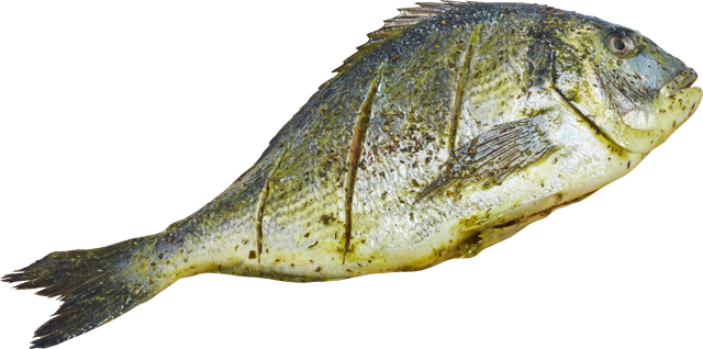 Ab Dienstag erhältlich: ¹Dorade