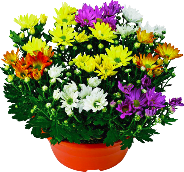 ¹Chrysanthemen Carneval