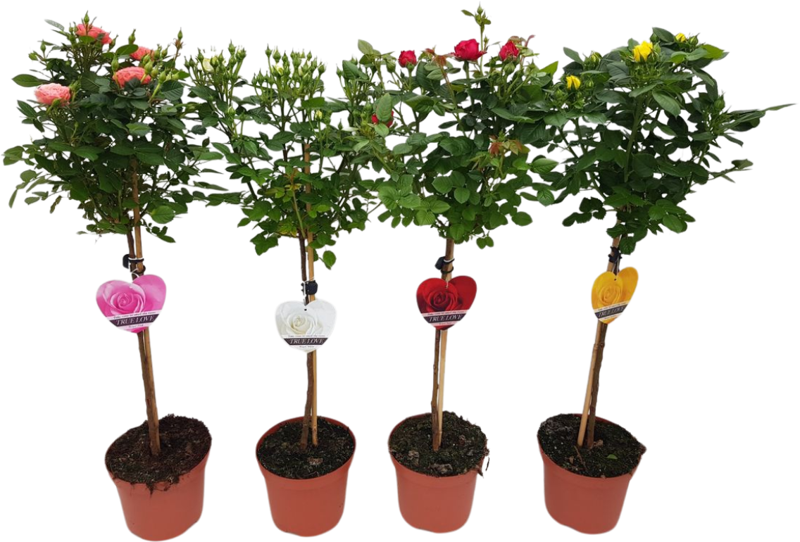 Rosenstämmchen