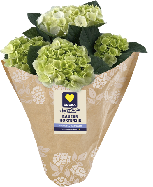 Nur in Märkten mit Blumenabteilung: EDEKA Herzstücke Bauernhortensien