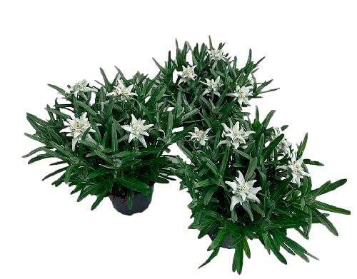 Edelweiß mit großen Blüten oder Calluna Trio