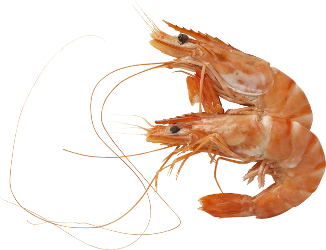 Crevetten Rose 30/50