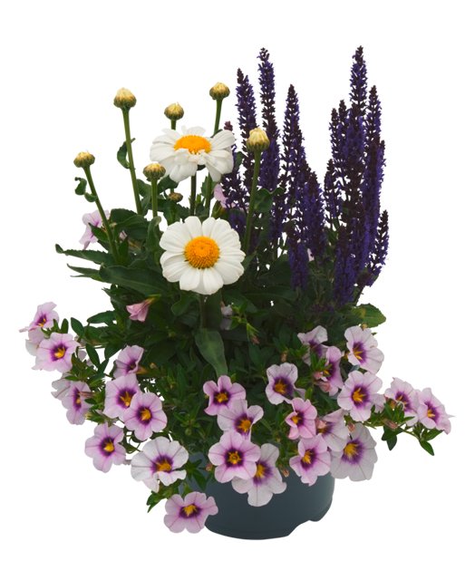 *Freilandpflanzen Blooming Joy