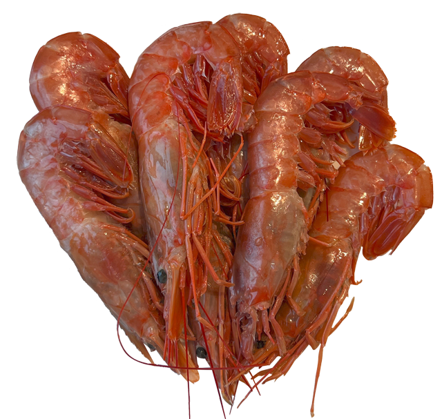 Argentinische Rotgarnelen